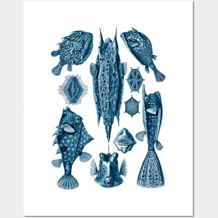 Ernst Haeckel Ostraciontes Fish Prussian Blue Posters and Art
